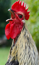 animal